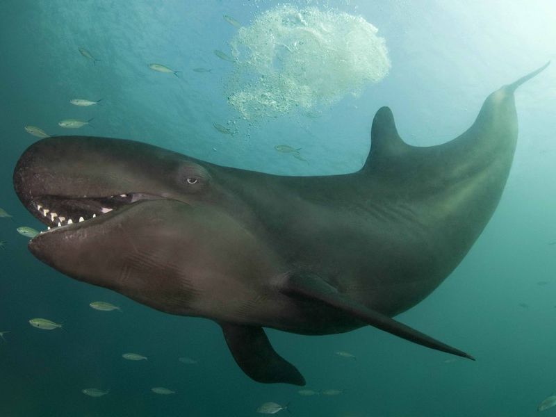 לווייתנים קטלנים הם טורפים.