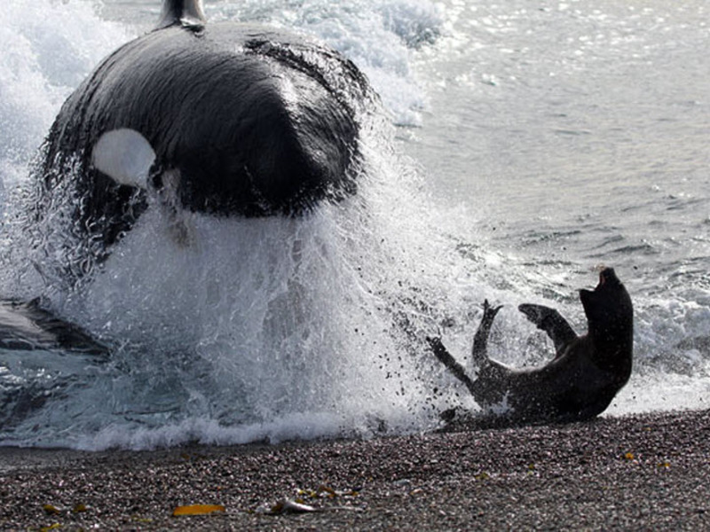 איפה אפשר לפגוש לוויתן קטלן?