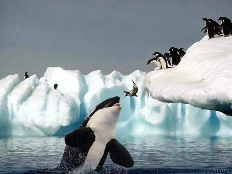 גדלי לווייתנים קטלן