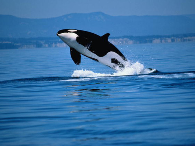 האם לוויתן קטלן הוא דולפין או לוויתן?