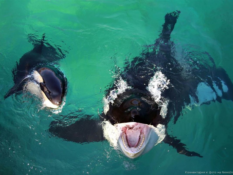 מה אוכל לוויתן קטלן?