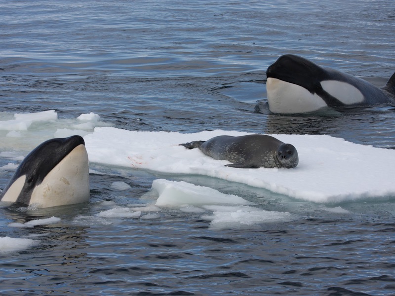 כיצד לווייתנים קטלנים מתרבים?