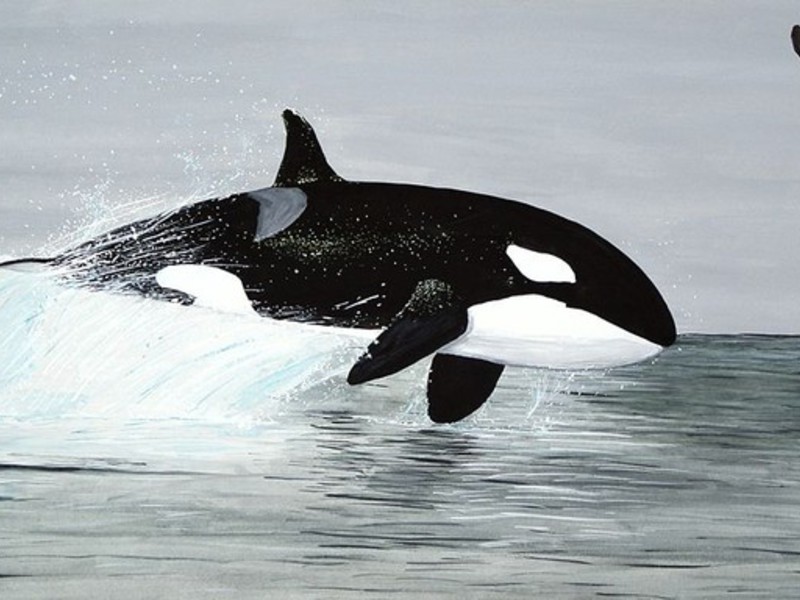 בית הגידול של לוויתן הרוצח