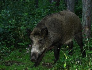 כיצד מאופיין חזיר הבר? תכונות אופייניות של חזירי בר