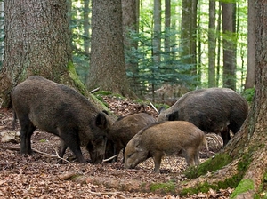 היכן חיים חזירי בר? בתי גידול של חזירי בר
