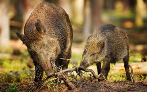 כיצד מתנהגים חזירי בר ומה הם אוכלים? מאפייני התנהגות ותזונה של חזירי בר