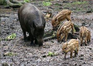 כיצד חזירי בר מתרבים? שיטת הרבייה של חזירי בר