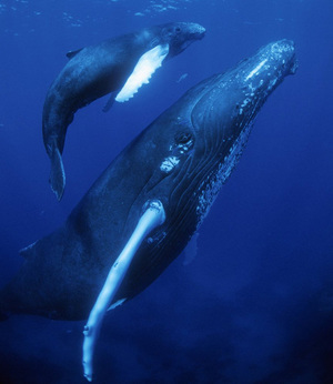 לווייתנים זכרים מחזרים אחרי נקבות בצורה יפה מאוד. לווייתנים זכרים נאלצים להילחם למען נקבות.