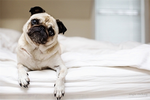 כינויים לכלבות קטנות