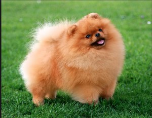 כלב שפיץ בטיול השפיץ הוא כלב קטן, מצחיק ורך.