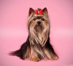 יורקשייר טרייר הוא גזע כלבים צעצוע מיניאטורי. כלב יורקשייר טרייר הוא התגלמות האלגנטיות.