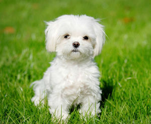 המלטזית היא גזע עתיק יומין שמקורו במלטזית. מלטזית - בחירת שם כאן תהיה קלה.