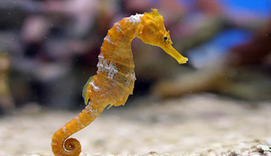 מהו מבנהם של סוסי הים? תיאור מבנה סוסי הים