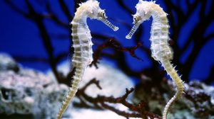 מהם המאפיינים הייחודיים של סוסי ים? מאפייני סוסי ים