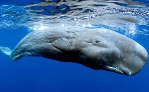 מה אוכל לוויתן זרע וכיצד הוא שונה מלווייתנים אחרים?