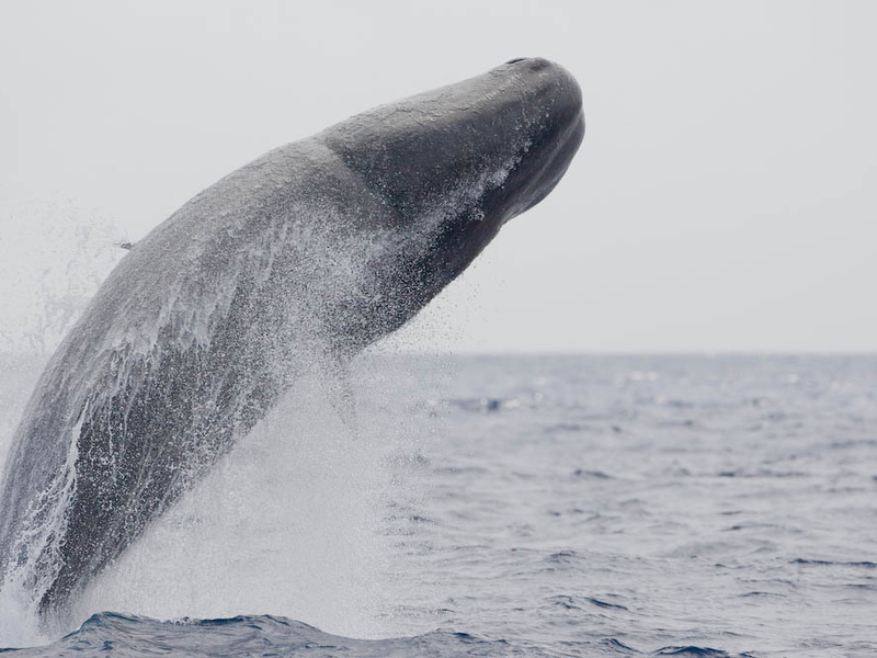 לוויתן זרע קופץ מהמים כדי לנשום אוויר.
