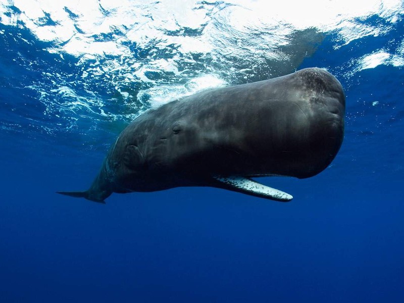 לוויתן הזרע לא נע מהר מאוד מתחת למים.