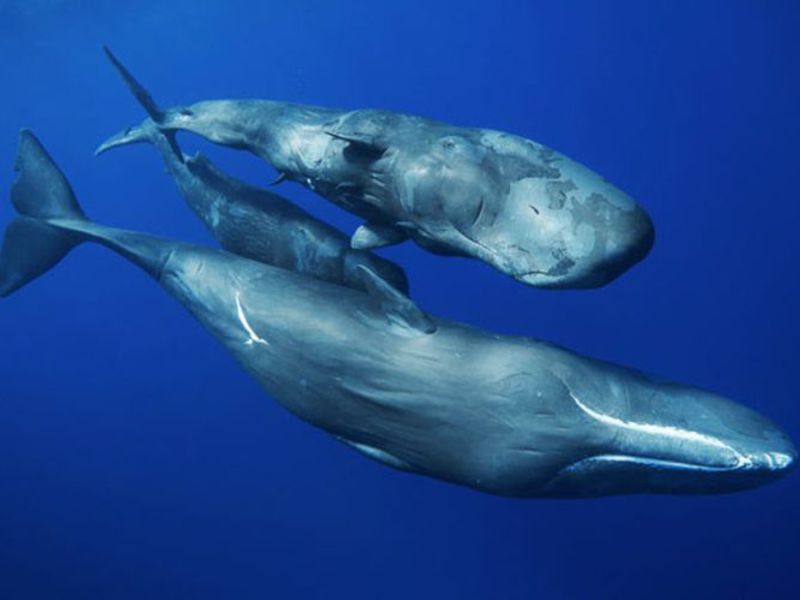 זוג לווייתני זרע במהלך עונת ההזדווגות