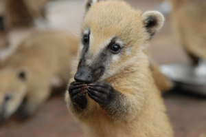 מה אוכלת תרנגולת מטילה?