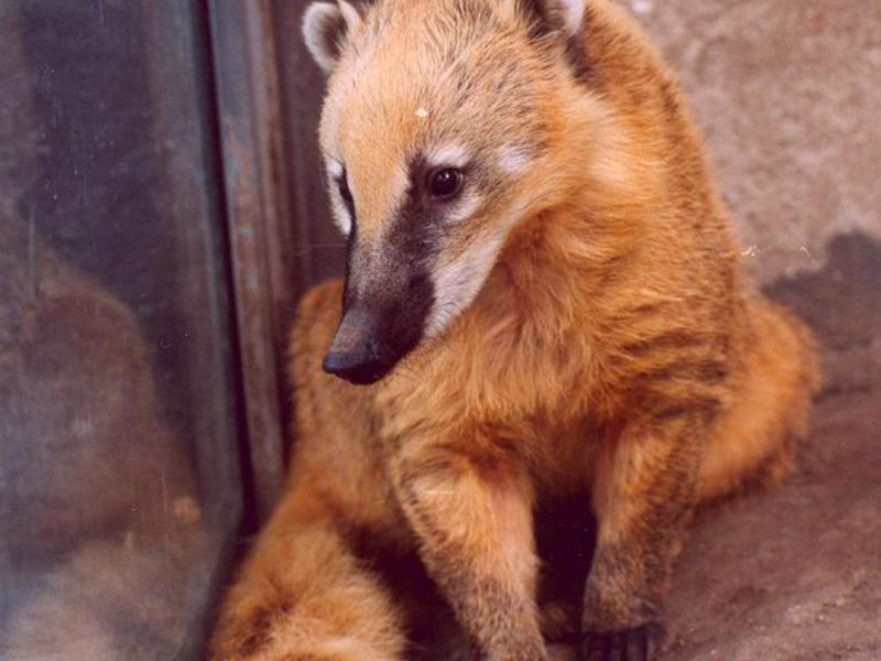 אף דרום אמריקאי