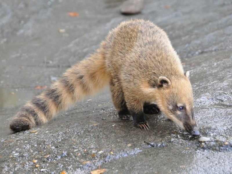 איך נראית בעל חיים מטילה?