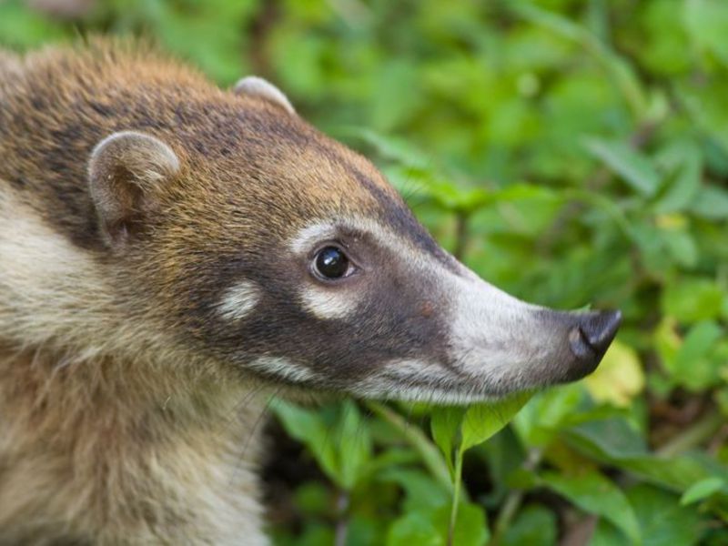 אילו גזעים של בעלי חיים שאינם יבשים קיימים?