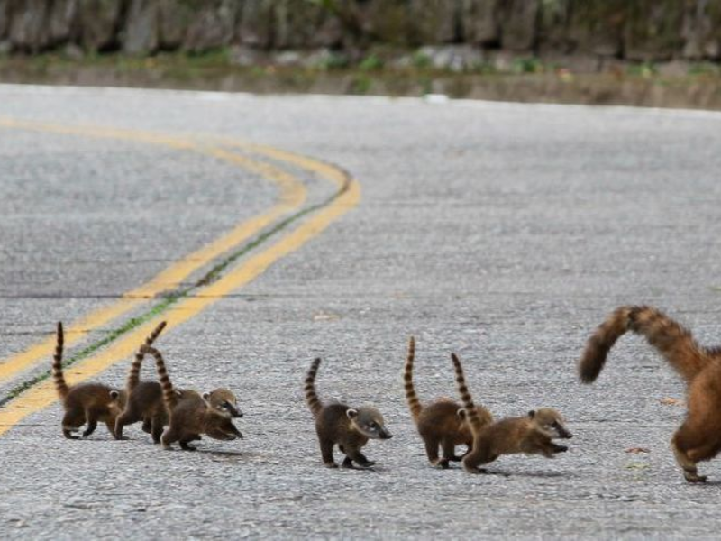 רבייה של התרנגולת היבשה