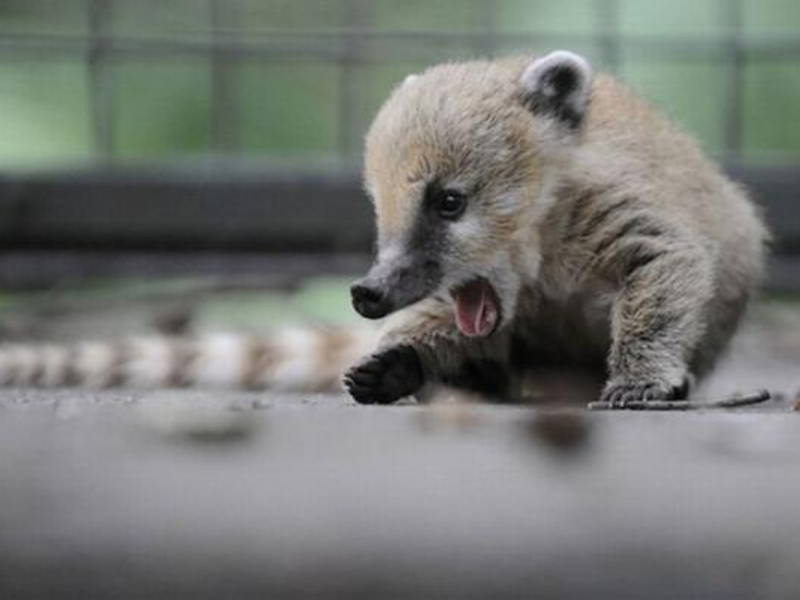 בעל החיים הוא תרנגולת מטילה