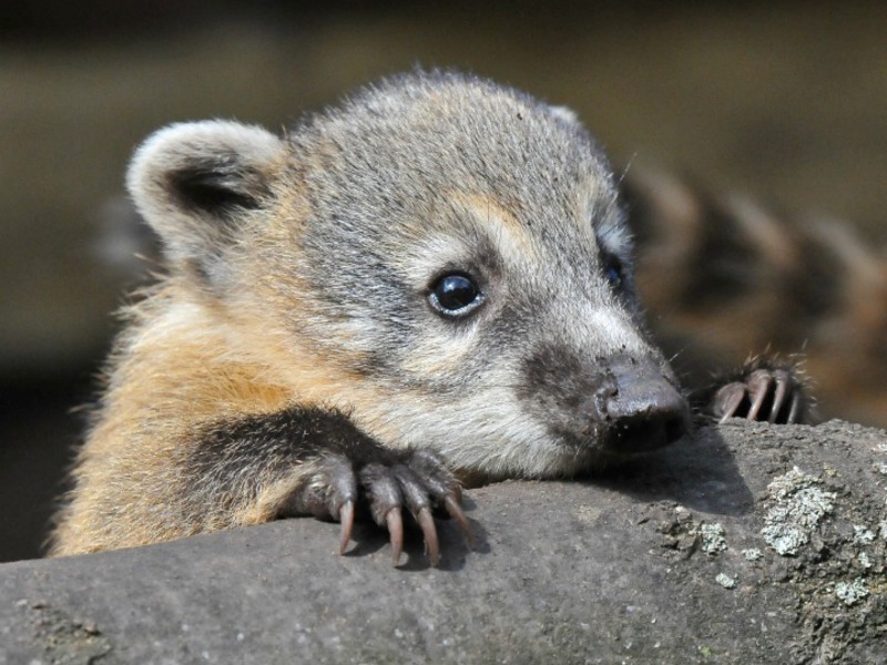 בית גידול של אדמה יבשה