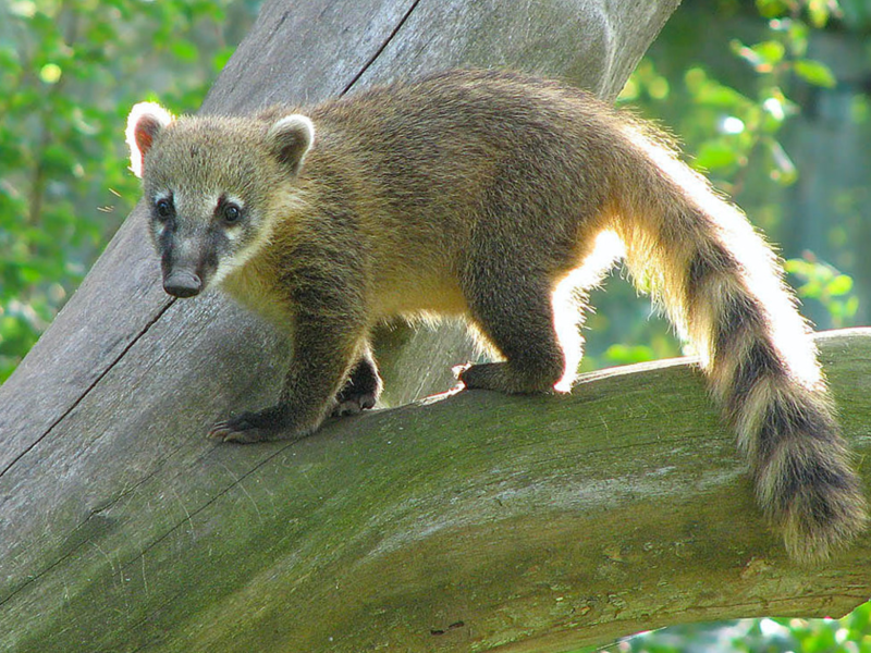 קואטיס תינוק מצחיק