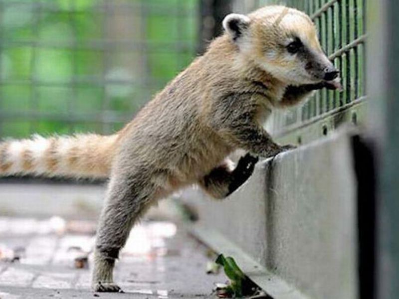 היכן גרה תרנגולת המטילה?