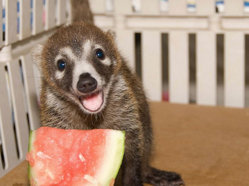התנהגותם של אנשים יבשי ראש