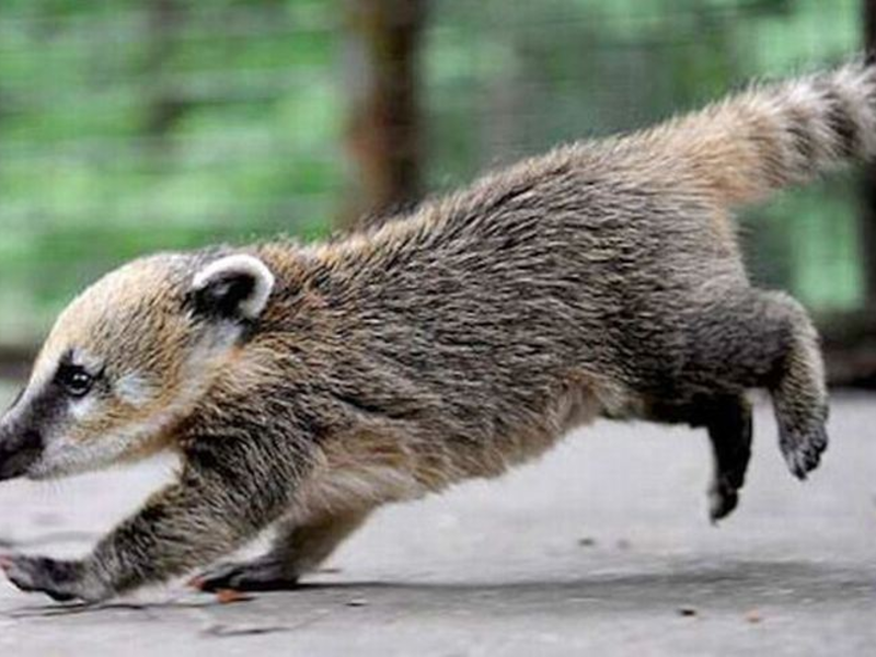 קואטיס סקרן