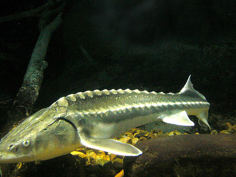 כיצד לבחור דג חדקן