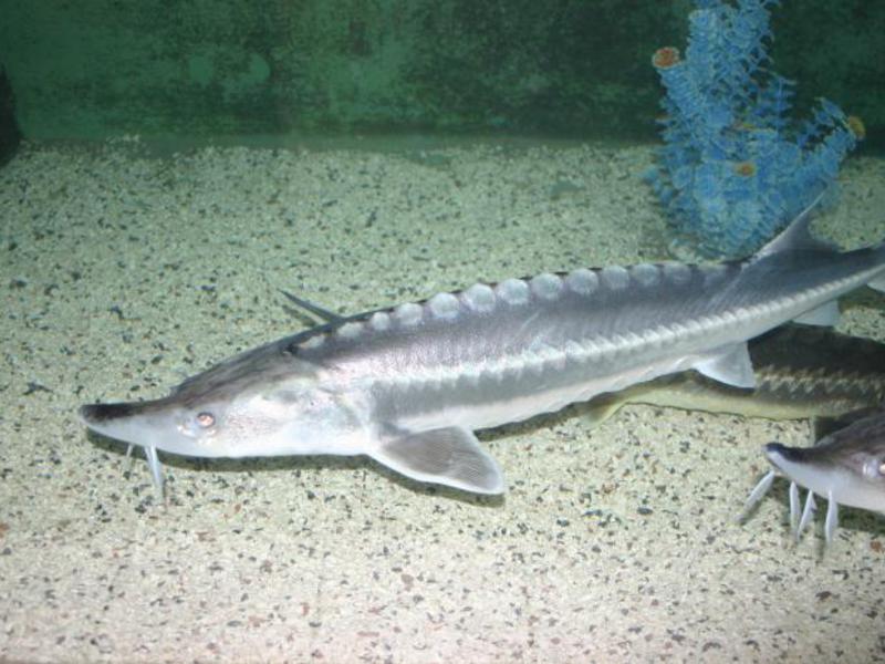 איך לצוד חדקן