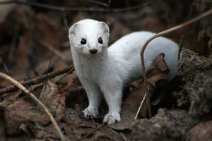 האם אפשר להחזיק סמור בבית?