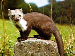 טיפול בסמור