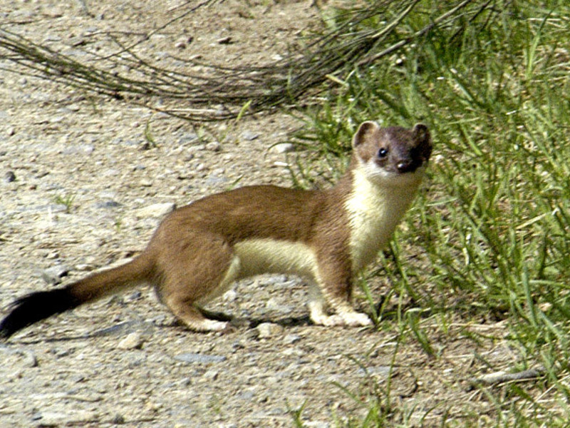 היכן חי הסמור?