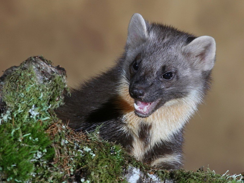 סמור ובית הגידול שלו