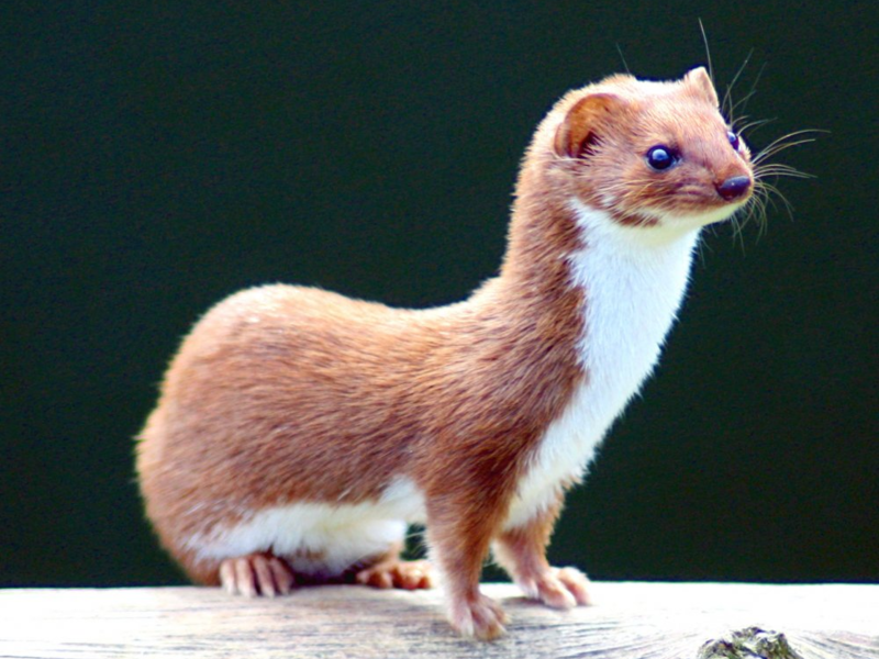 תיאור של חיית הסמור