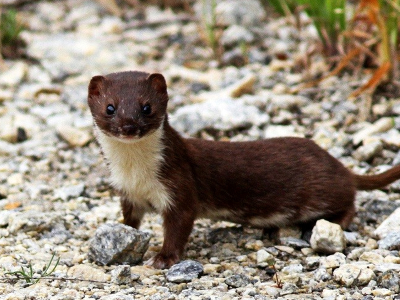 מה סמור אוכל?