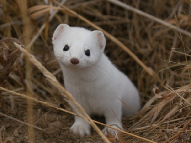 איך נראה סמור?