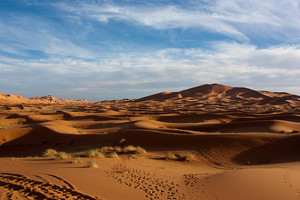 המדבר הוא מקום מדהים המדבר מאוכלס בצפיפות, למרות שרבים אינם יודעים זאת.