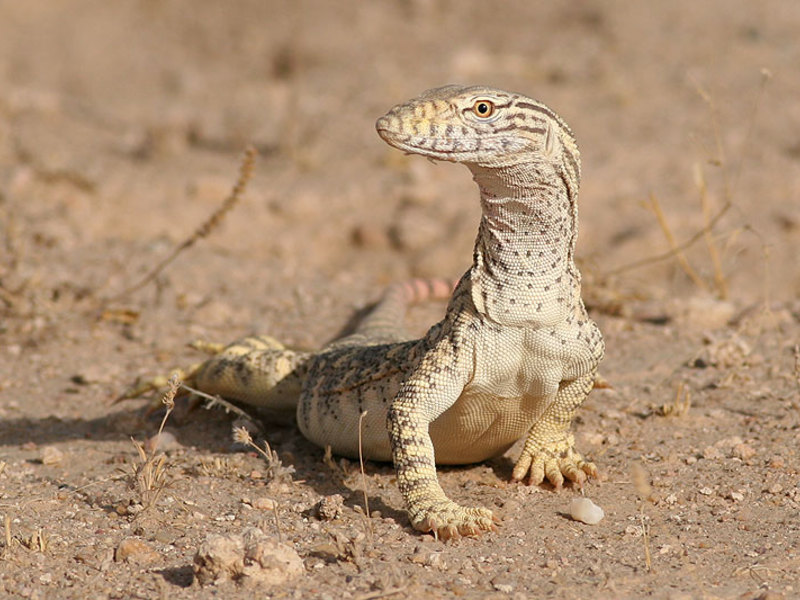 לטאה אפורה במדבר לטאה אפורה - תמונה של בעל חיים מדהים