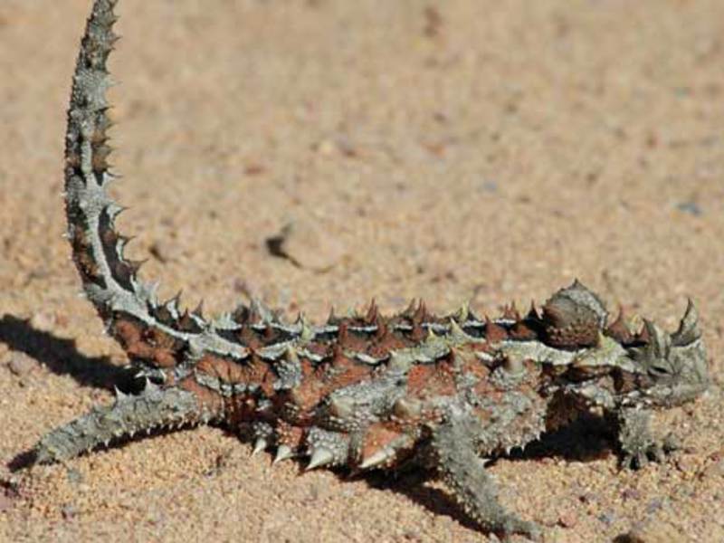 מולך במדבר - תמונה מולך - הרגלי ומאפייני אכילה