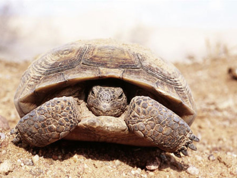 הצב הוא מלכת המדבר. צבים חיים בנוחות רבה במדבר.