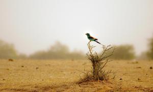 יש הרבה ציפורים במדבר גם ציפורים במדבר הסתגלו לאקלים המיוחד.