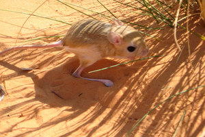 הג'רבואה היא בעל חיים זריז שחי במדבר. הג'רבואה היא אחת מבעלי החיים המפורסמים ביותר במדבר.