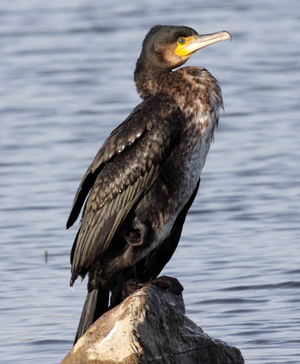 ציפור קורמורן