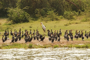 להקה של קורמורנים היא מראה יוצא דופן.